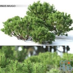 3D model Pine mountain number 2