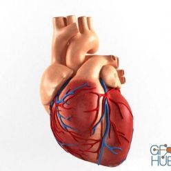 3D model The human heart
