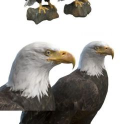 3D model Bald Eagle PBR