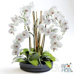 3D model White orchid