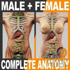 3D model TurboSquid – 3D Human Male and Female Complete Anatomy