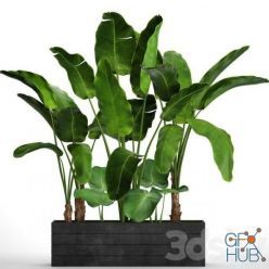3D model Collection of plants 73. Tropical plants
