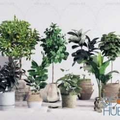 3D model Plant Compilation 04