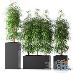 3D model BAMBOO PLANTS 20