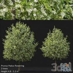 3D model Prunus Padus flowering #4