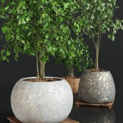 3D model Collection of plants 1 ficus