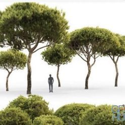 3D model Pine Italian Pinea Pinus Pinea # 4 (4.8-9.2m)