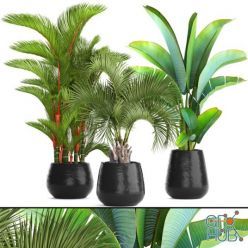 3D model Plants collection 84