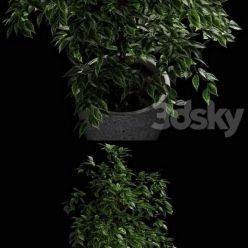 3D model Ficus benjamina