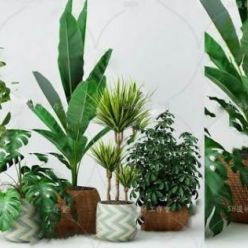 3D model Plant Compilation 41