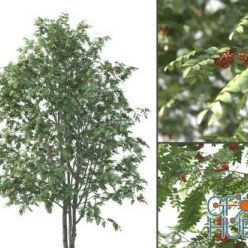 3D model Rowan tree in the summer coloring