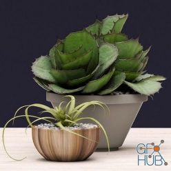 3D model Two succulents