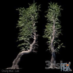 3D model Pine Aleppo (Jerusalem)