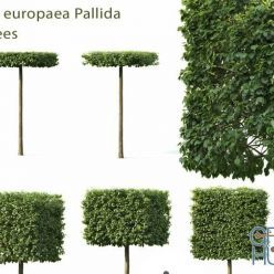 3D model Tilia europaea Pallida