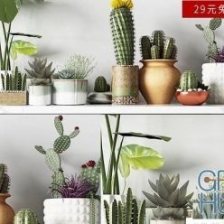 3D model Modern Cactus Green Plant Potted Collection