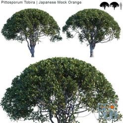 3D model Pittosporum Tobira Japanese Mock Orange var2