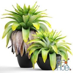 3D model Tropical plant shrubs