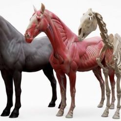 3D model 3D Scan Store – Horse Ecorche