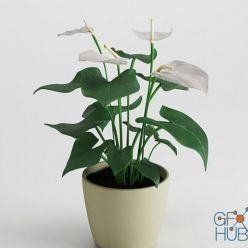 3D model Anthurium