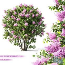 3D model Lilac flowering (max 2013, Vray, Corona)