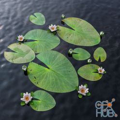 3D model Water Lily (max 2013)