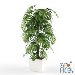 3D model Monstera plant in a white square pot