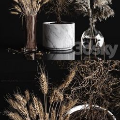 3D model Dry plants collection