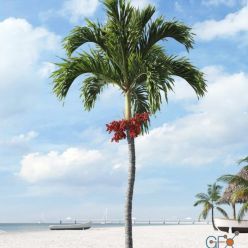 3D model Palm tree Adonidia 03