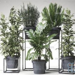 3D model Plant Compilation 39