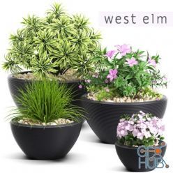 3D model Plants in West elm pots