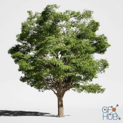 3D model Tree Oak Generic