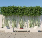 3D model Wall of living green bamboo