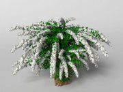 3D model Blooming spirea «Grefshem»