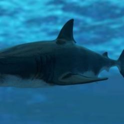 3D model Great White Shark Model Unreal Engine 4 7 animations Pack