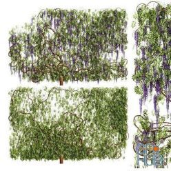 3D model Wisteria plant