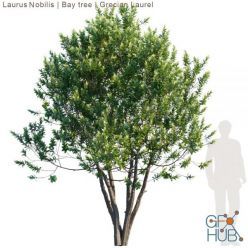 3D model Laurus Bobilis tree (max, fbx)
