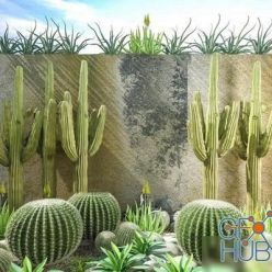 3D model Cactus Plants (max)