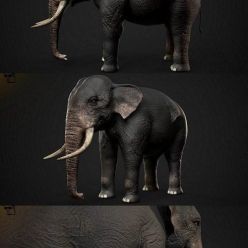 3D model Indian Elephant PBR
