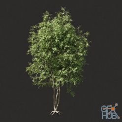 3D model Summer tree 03