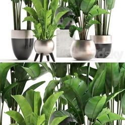 3D model Plant collection 308