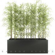 3D model Bamboo in a black pot