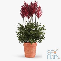 3D model Astilba bush in pot