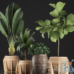 3D model Plant collection 348