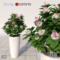 3D model Rhododendron in high pots