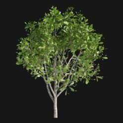 3D model Magnolia Sulange Magnolia x soulangeana (max, fbx)