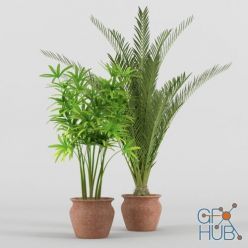 3D model Two types of palm trees