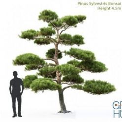 3D model Pine Bonsai 4.5m (max 2013, Vray, Corona, fbx)