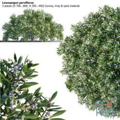 3D model 3 shrub of Leucopogon parviflorus