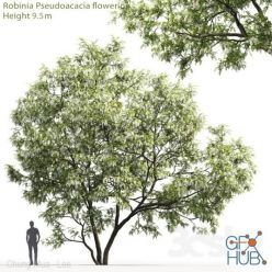 3D model White Acacia | Robinia Pseudoacacia # 5 (9.5m)