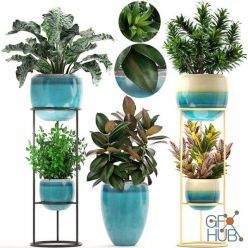 3D model Set with croton and ficus in a blue pots